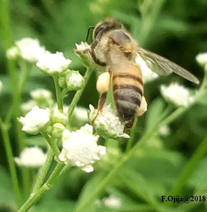 Pollinator-Invasive plant interaction