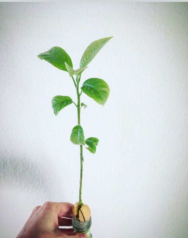 avocado scheut