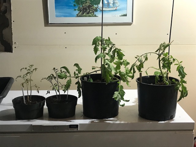 Not bonsai content media