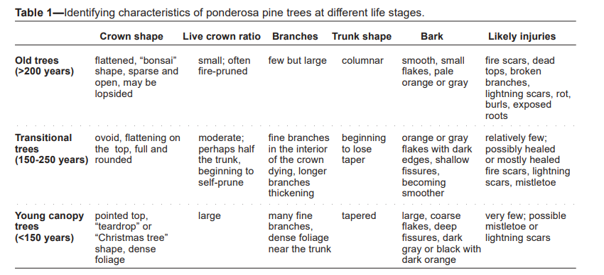 Old Pines content media