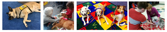 a collage of therapy dogs