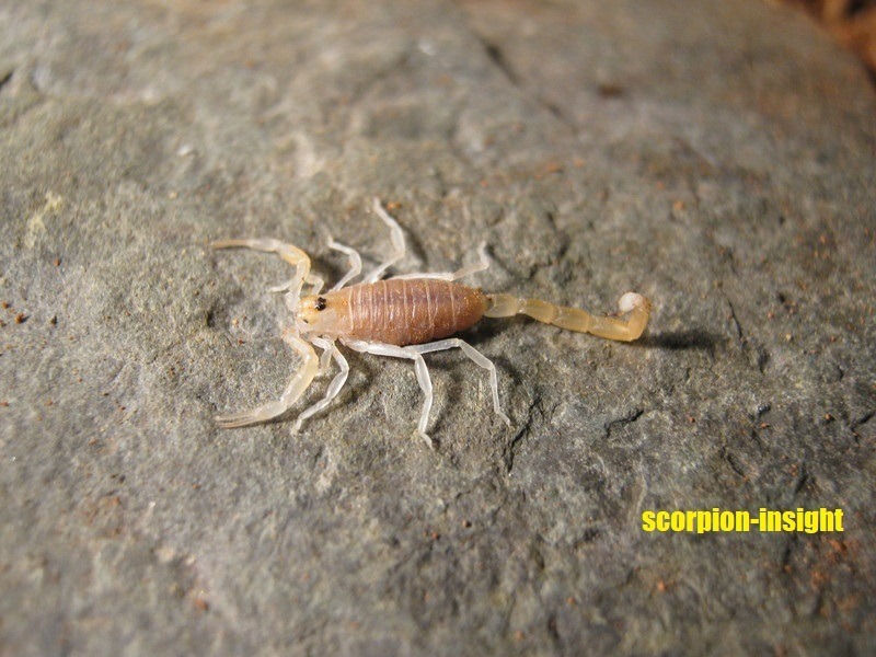 Buthacus arenicola
