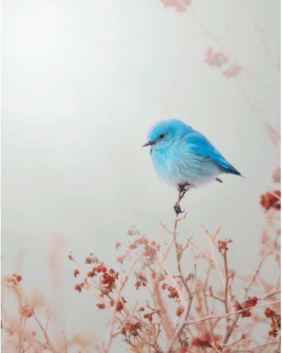 La liberté est à l'individu ce que les ailes sont à l'oiseau content media