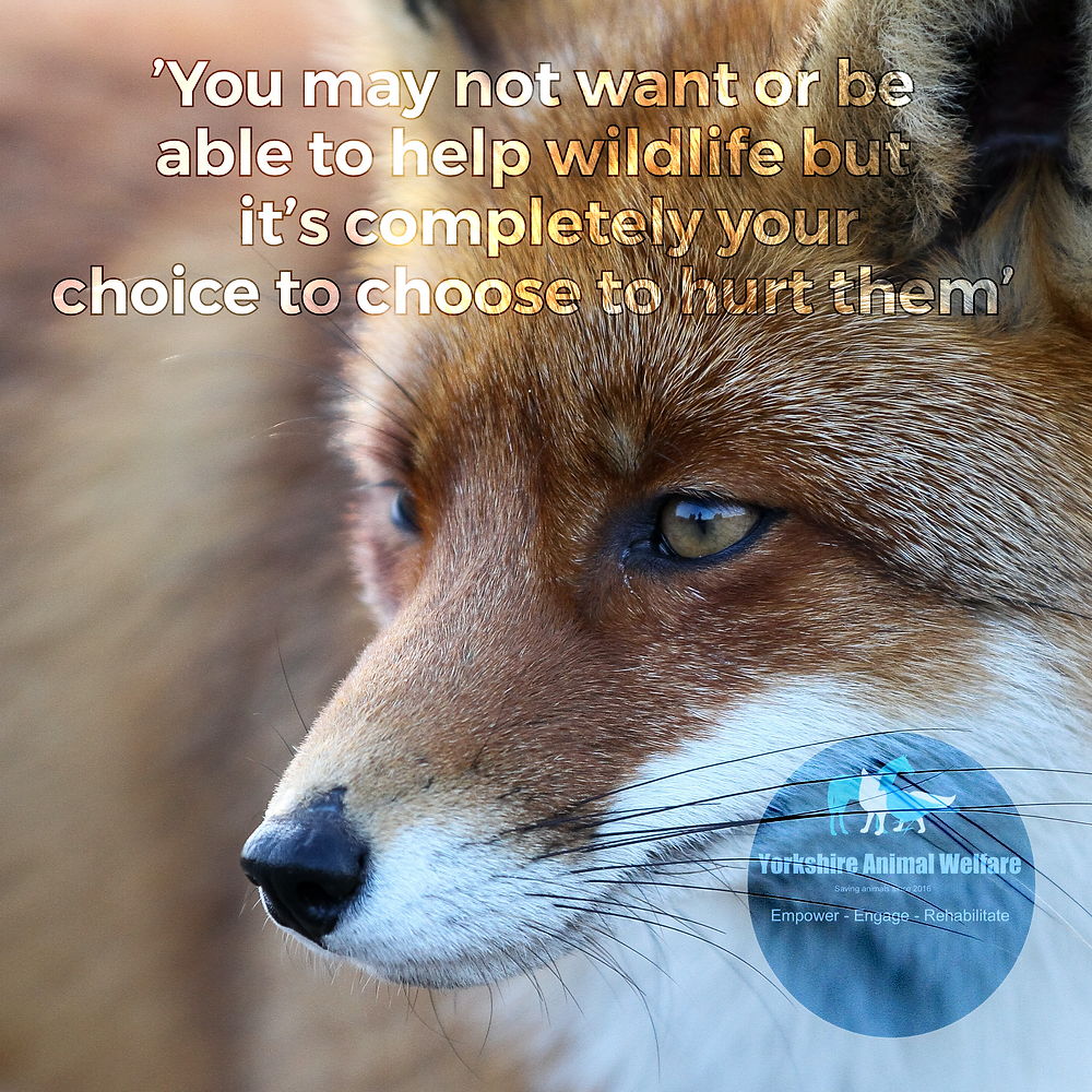 red fox