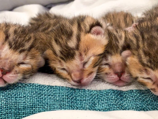 COVID-19 and Cats - What We Know