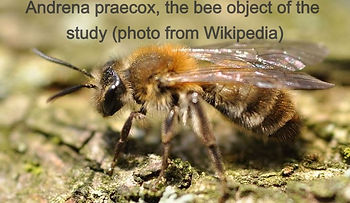 The photo is of Andrena praecox, the species this post refers to