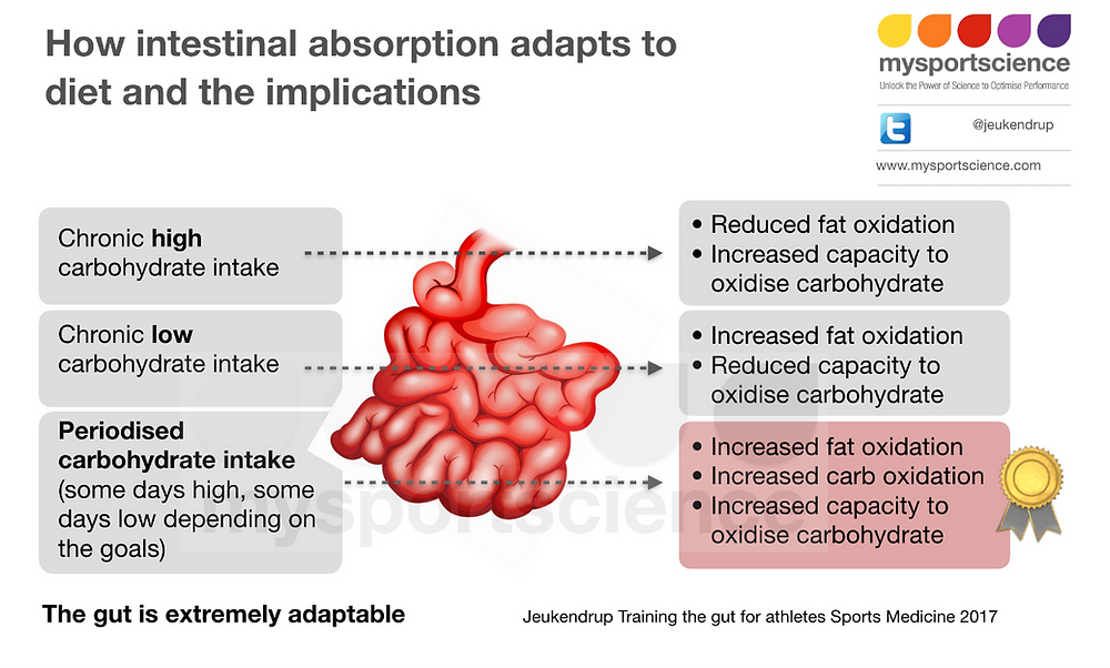 Intestinal sugar transport - absorption of glucose and fructose