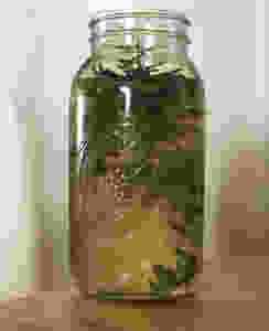 a half gallon jar with herbs and water kefir