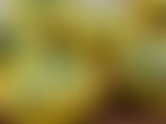 Keto Spinach and Cheese Egg Bites