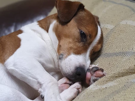 Veterinary Physiotherapy for Cranial Cruciate Ligament Disease in Dogs