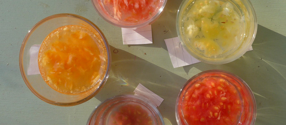 TOMATENZADEN OOGSTEN