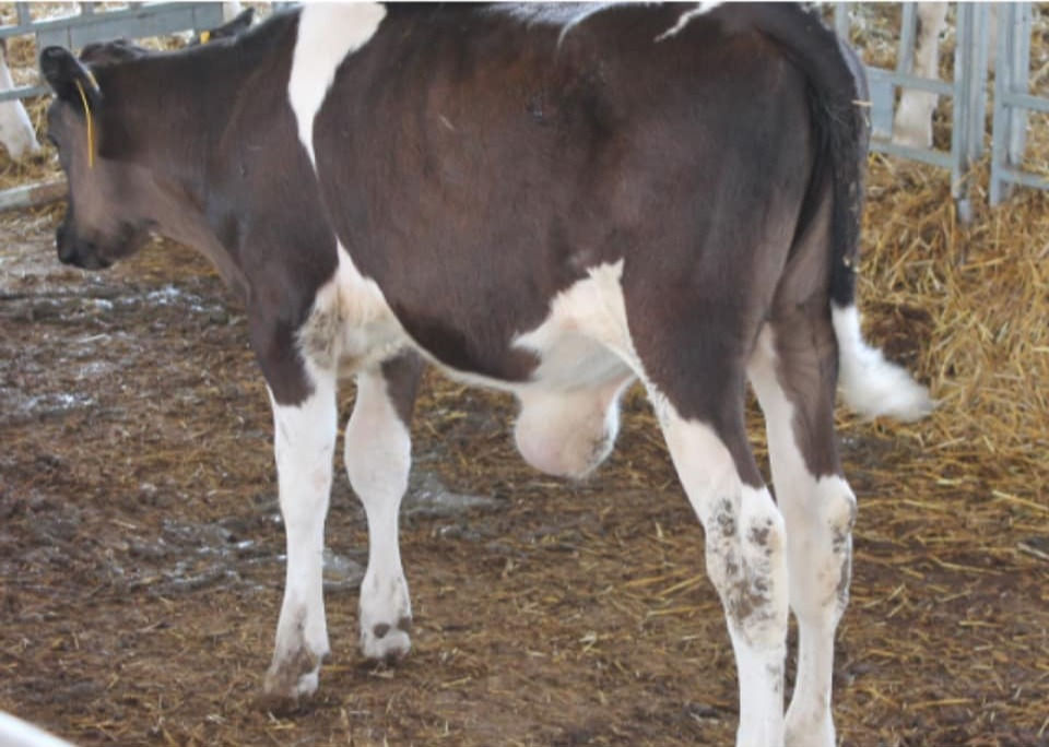 UMBILICAL HERNIAS in calves