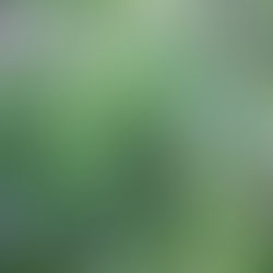 How to Create a Beautiful Wildflower Garden