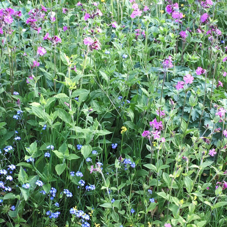 How to Create a Beautiful Wildflower Garden