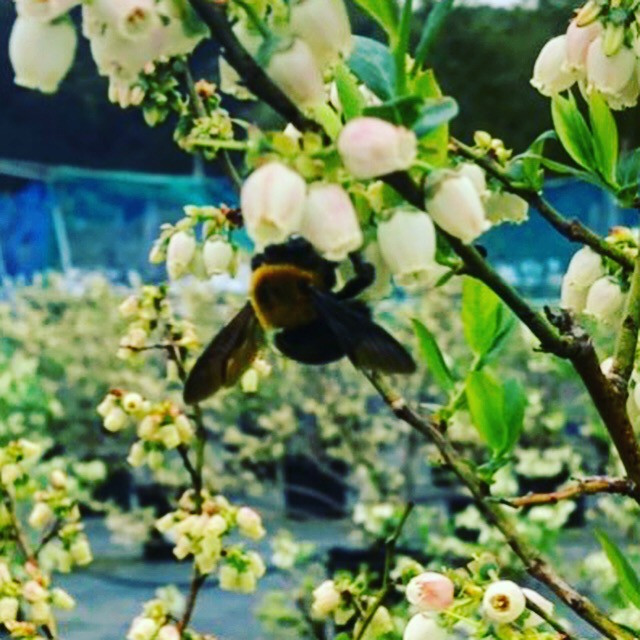 マルハナバチがやってきました