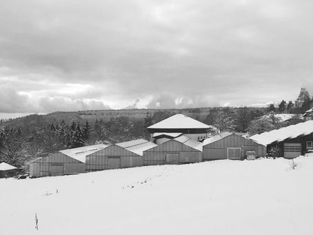 nothing grows in the tilled land