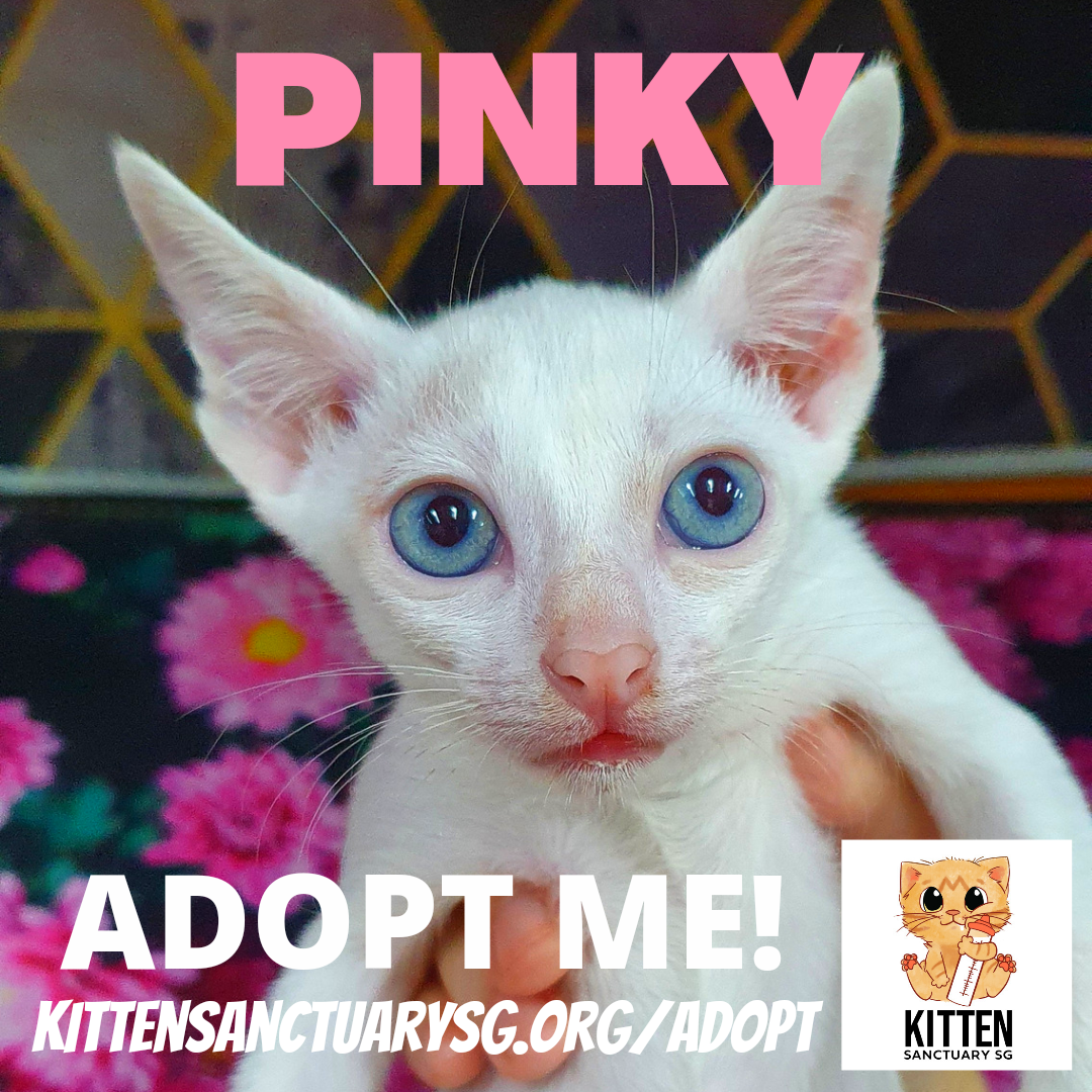 ADOPT ME! Pinky (Kitten) content media