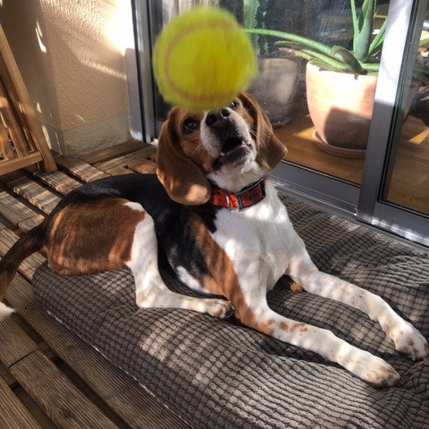 Beagle chien psy balle