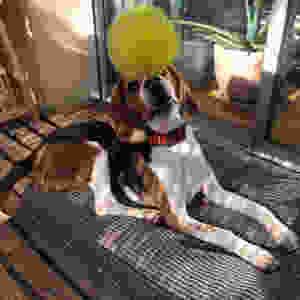 Beagle chien psy balle