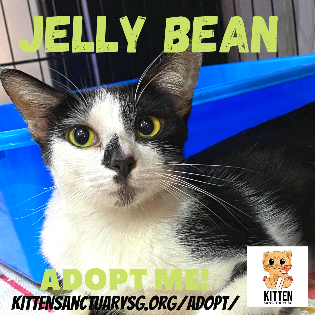 ADOPT ME! Jelly Bean (Adult) content media