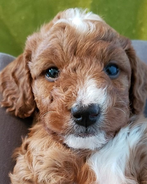 Guardian Puppy Available