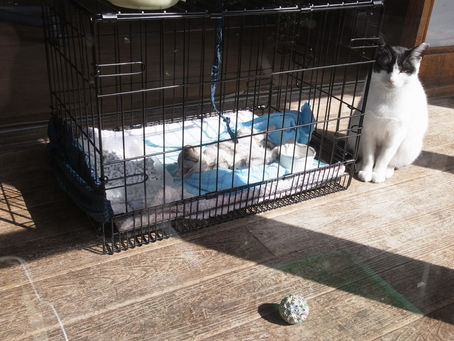 さくらとコマル