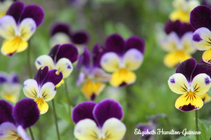 Life With the Zoom Lens On - Let's Focus on the Beauty Around Us