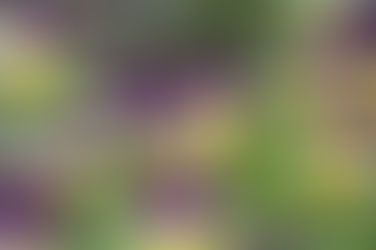 Life With the Zoom Lens On - Let's Focus on the Beauty Around Us