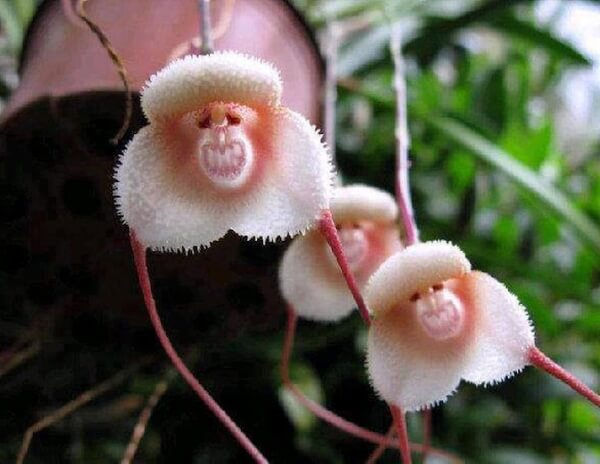 Orchidée Singe