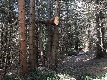 „Baum hängt!“
