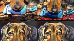 Picture Perfect Pet Paintings at Spring Fling! 
