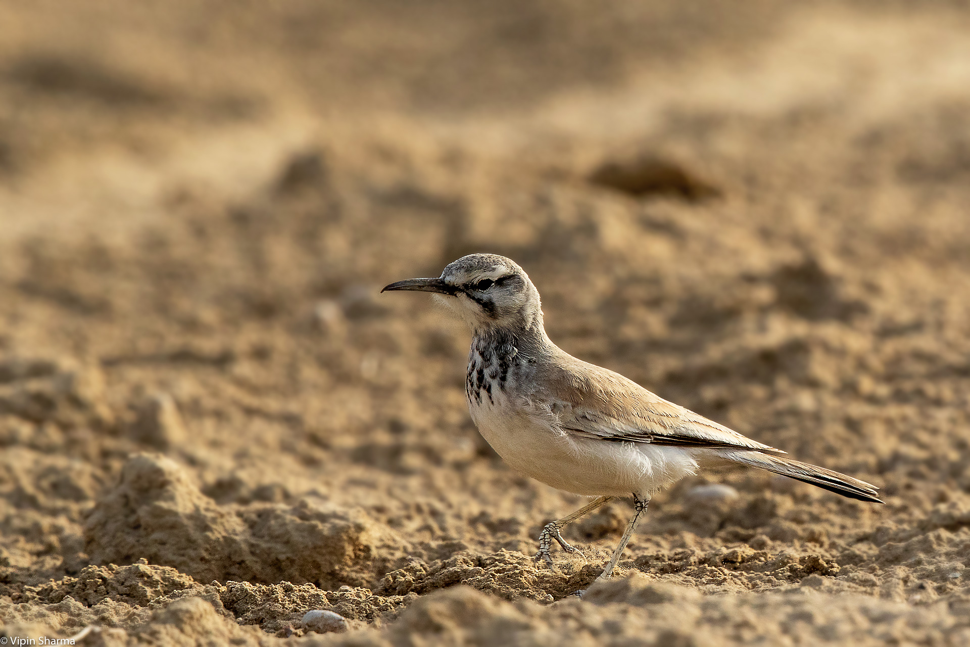 Greater Hoopoe-Lark content media