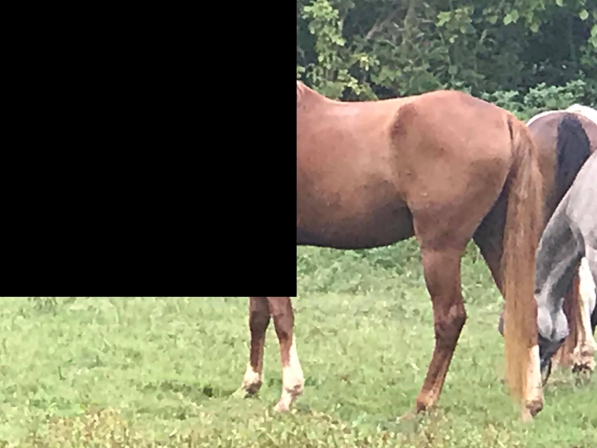 Project Horse content media