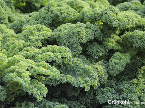 Superfoods - gesunde Snacks aus deiner Umgebung