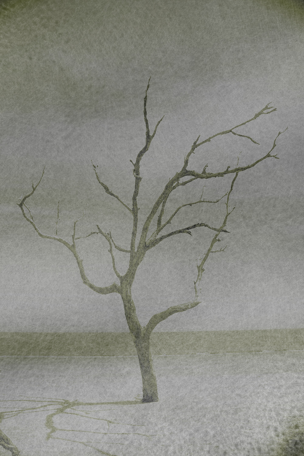 deadtree.jpeg