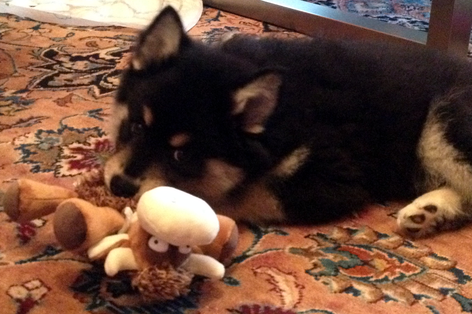 Lapphund pup Suomenlapinkoira