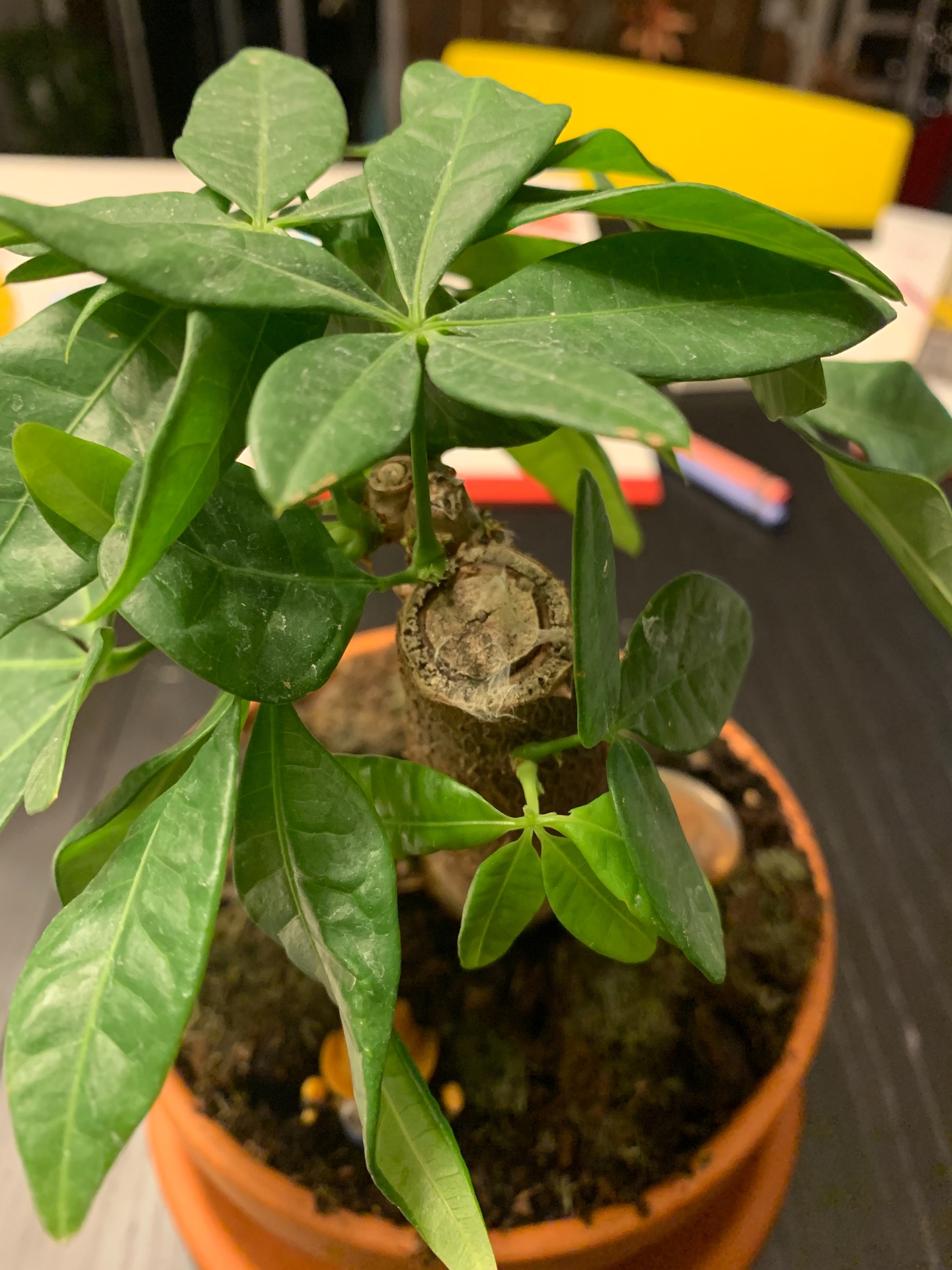 What to do about fungus on Schefferla? content media