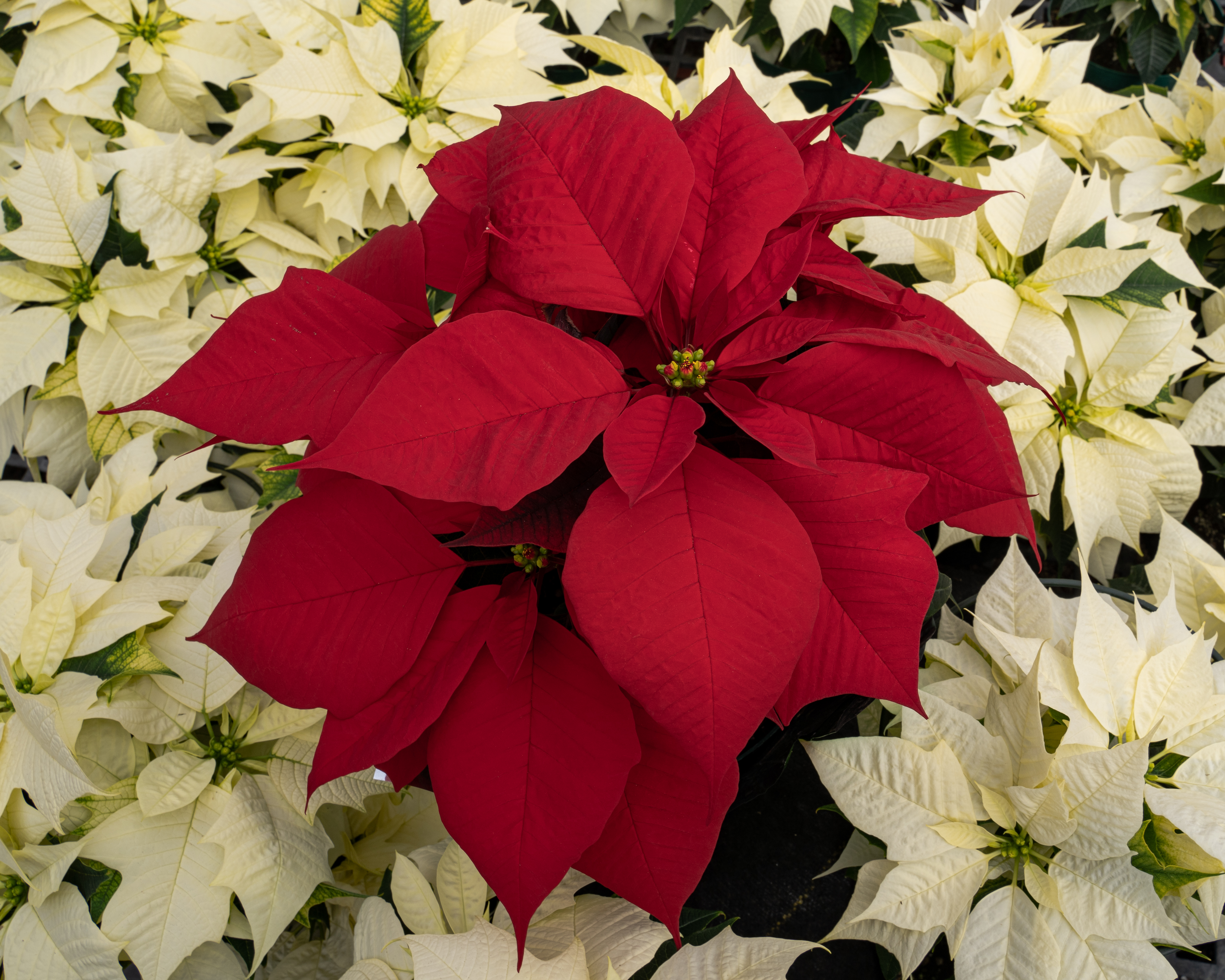 Poinsettia content media