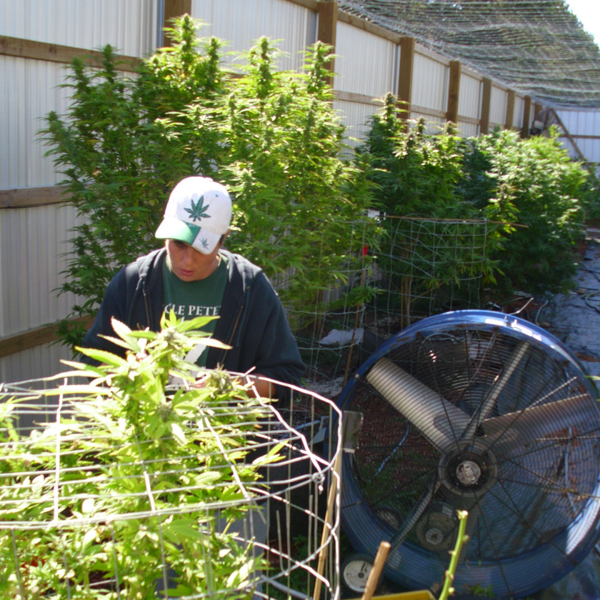 Growing Marijuana Outdoors