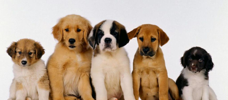Adorable Pups that will Give You a Heart Attack 💓