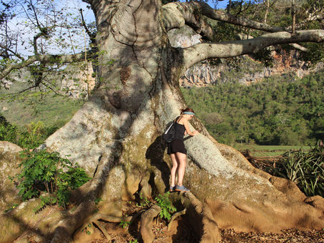 Viñales: Durch den Busch