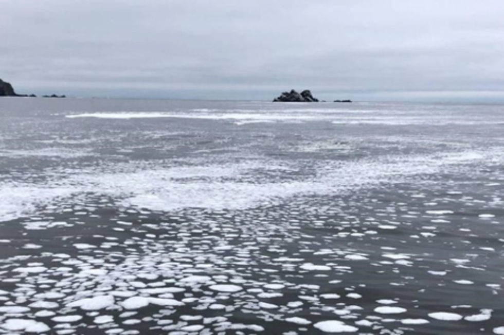 Огромные пятна неизвестного происхождения у берегов Камчатки, 5 октября 2020 года, Greenpeace