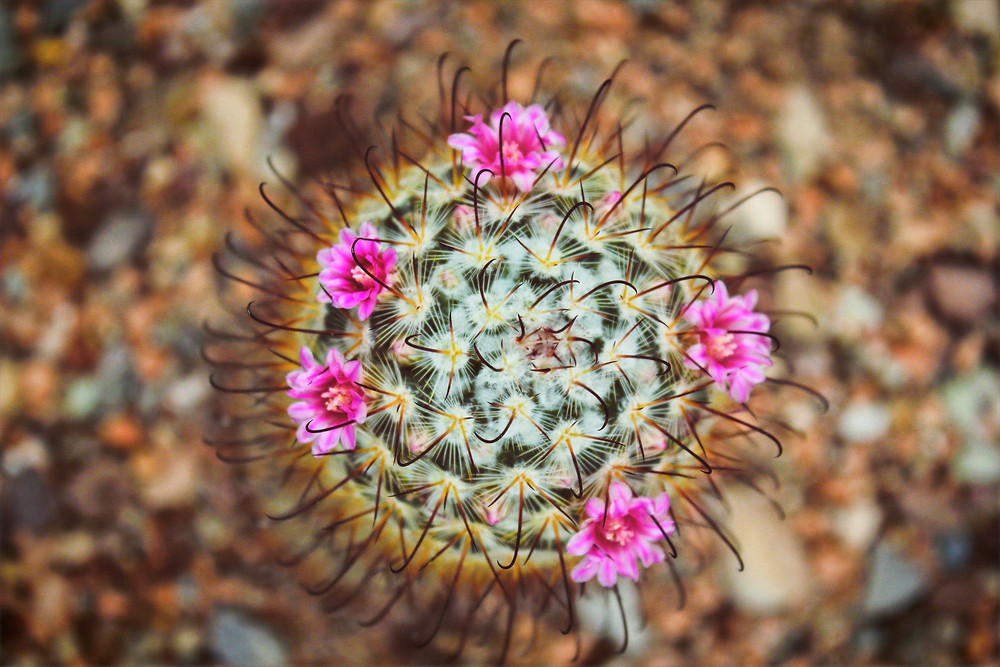flowering cactus