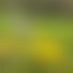 Dandelion's are amazing!