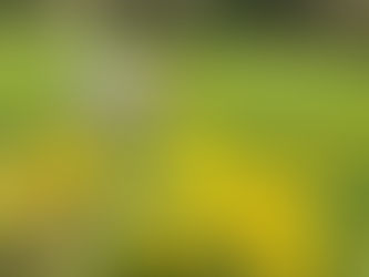 Dandelion's are amazing!