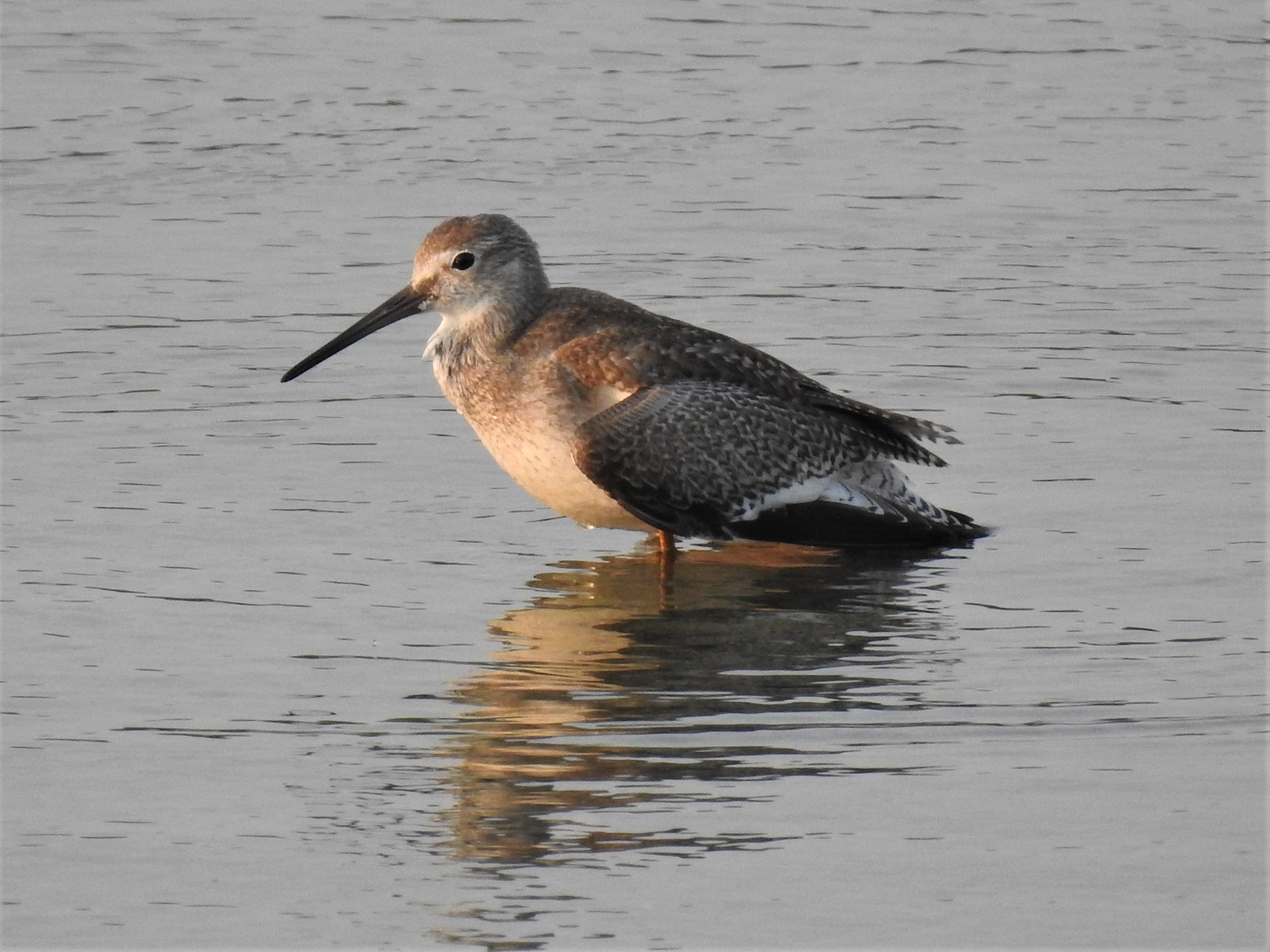 Large Wader at Al Zorah - Tuesday 6 August 2019 content media