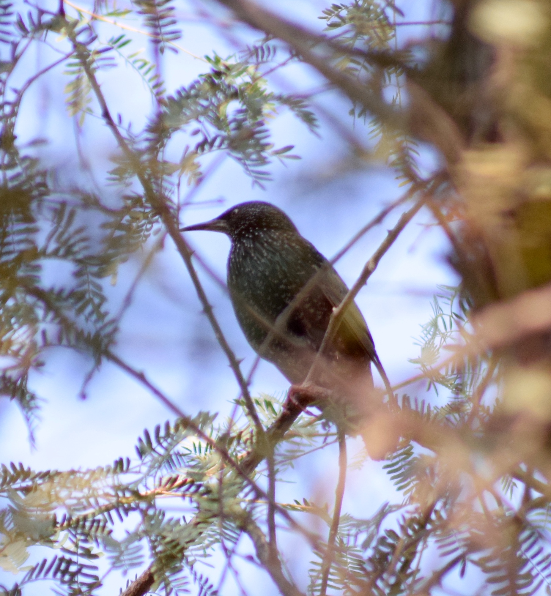 Common/European Starling in RAK. content media