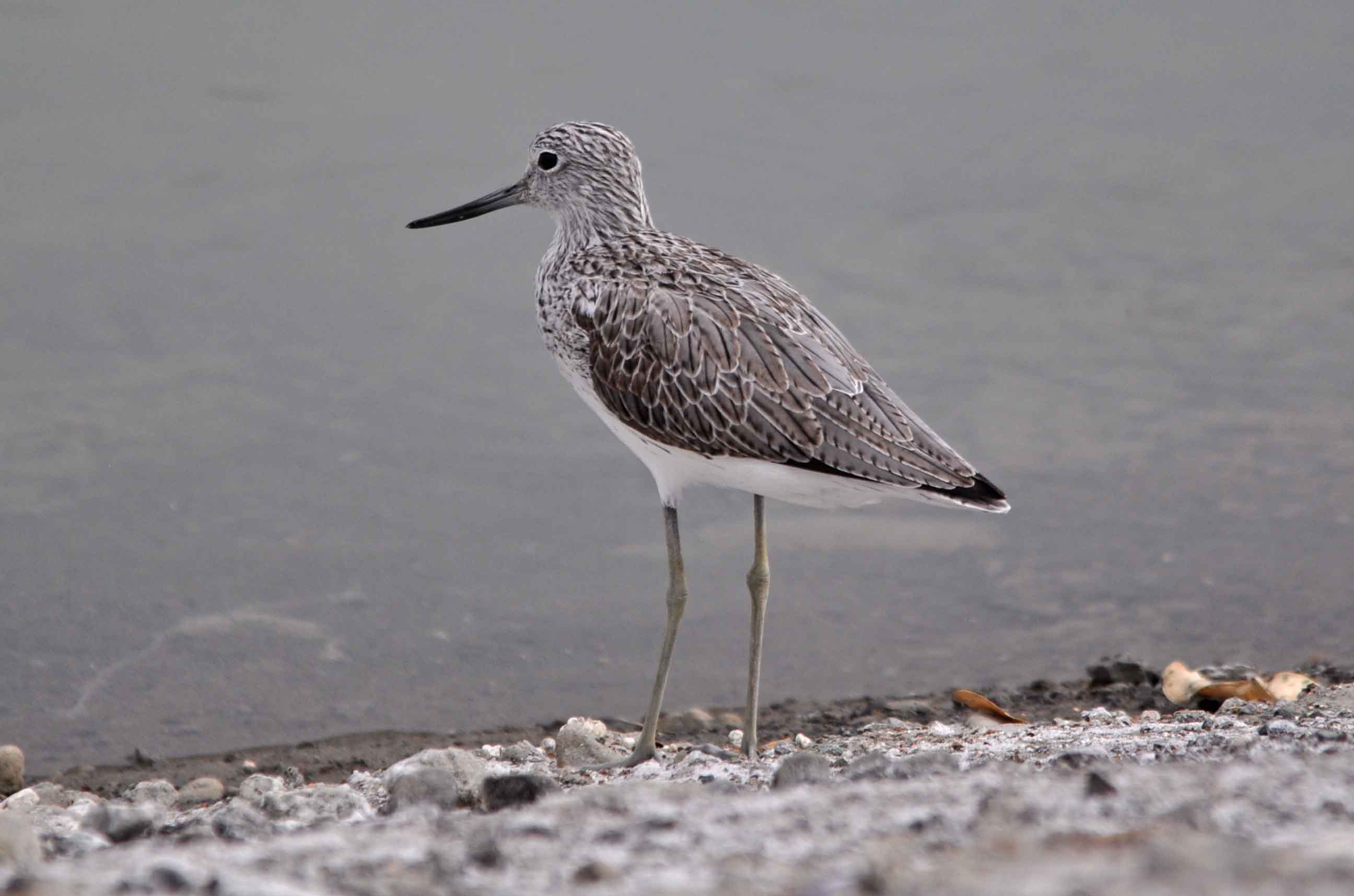 Wader ID content media