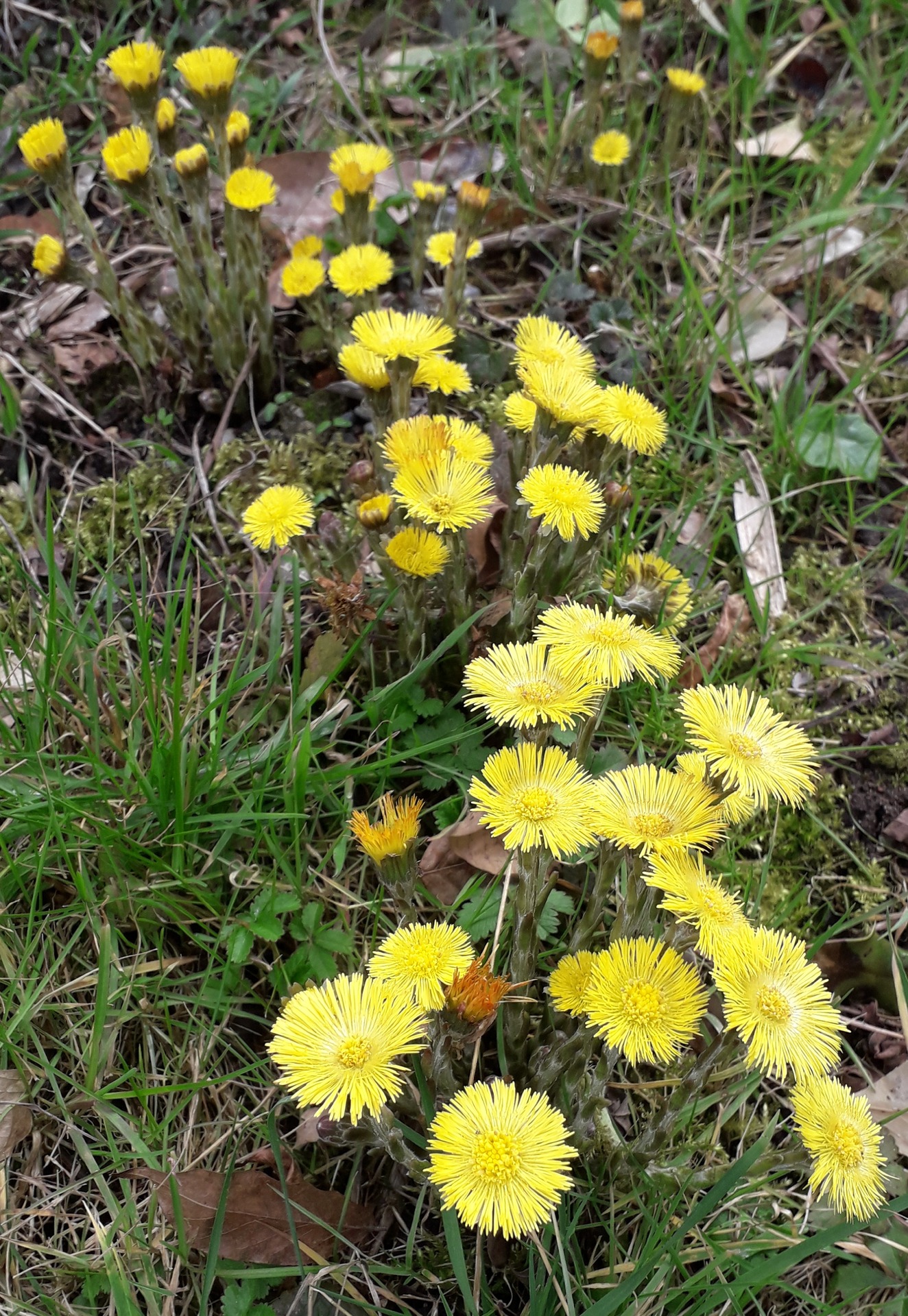 Plante vivace: la fleur parait avant les feuilles fin Février-debut Mars.
1 des 1ere nourritures des abeilles quand le soleil chauffe assez. content media