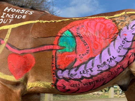 All About the Digestive System